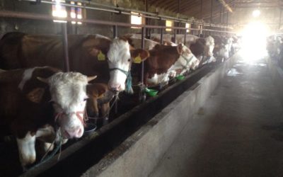 Prodhuesit e qumështit: Shteti nuk po na mbështet, kompanitë private po na zhvasin