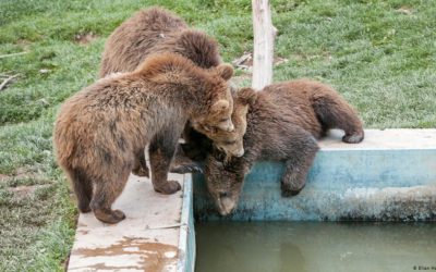 Sanctuary provides a natural existence for rescued bears