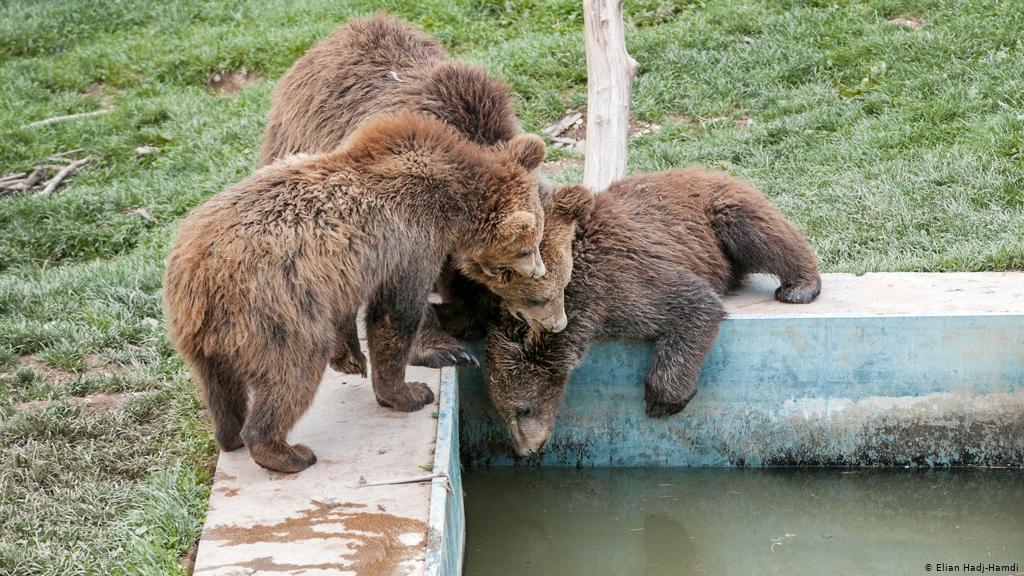 Sanctuary provides a natural existence for rescued bears