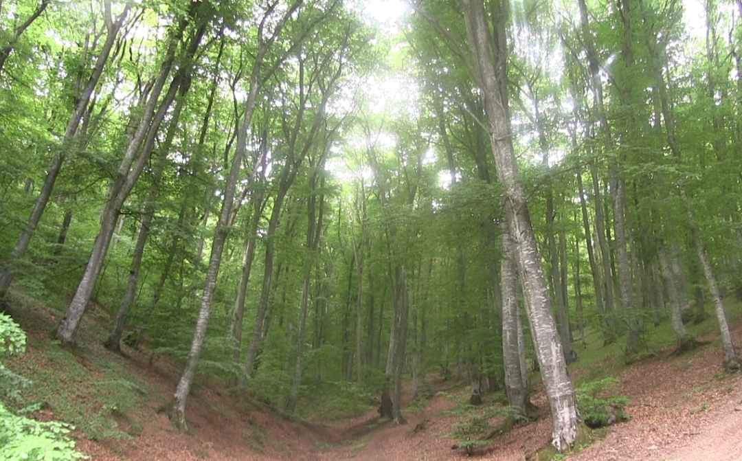 Pyjet dhe mjedisi edhe tutje nën mëshirën e shoqërisë