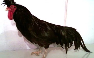 Gjeli i Kosovës- këndimgjatë, drejt zhdukjes