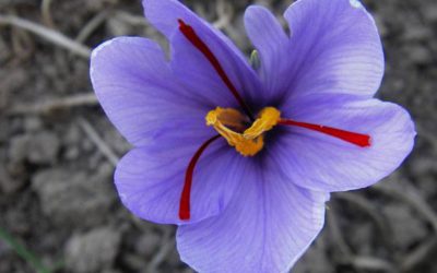 Shqipëria e interesuar për erëzën më të shtrenjtë në botë, shafranin e Kosovës