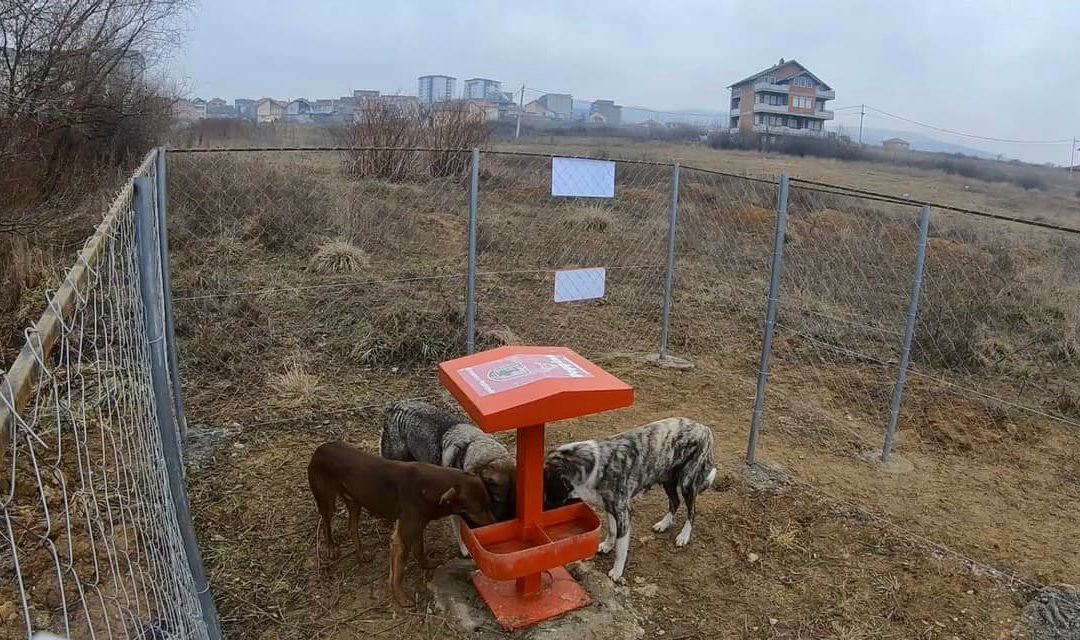 Rama nënshkruan kontratën që siguron vazhdimin e trajtimit të problemit të qenve endacakë
