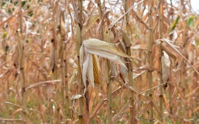 MBPZHR planifikon t’i përkrah me subvencione fermerët prodhues të misrit