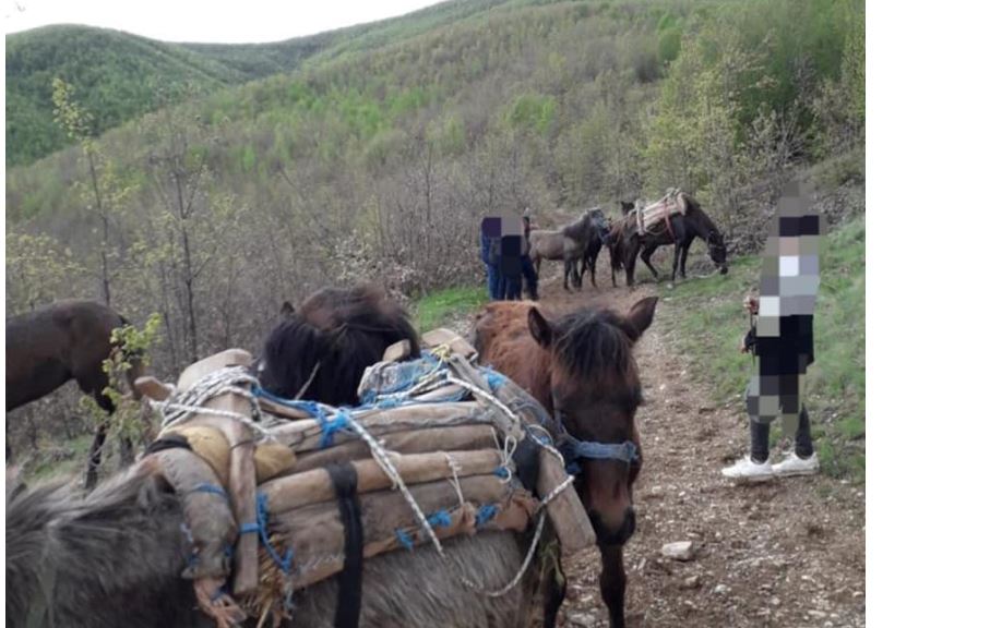 Policia Kufitare e rajonit Lindje parandalon një rast të kontrabandimit të kafshëve