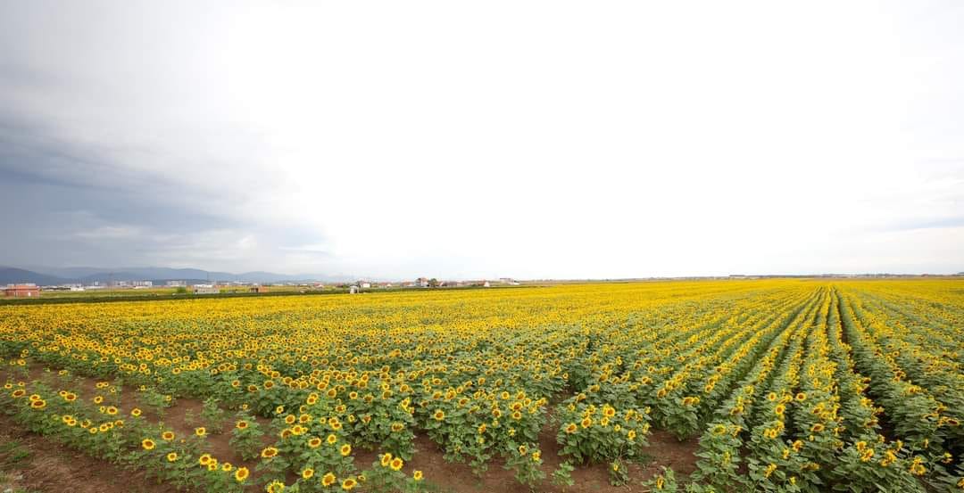 MBPZhR: Përmes Programit për Pagesa Direkte 2023, një hektar me lulediell përkrahet me 454€