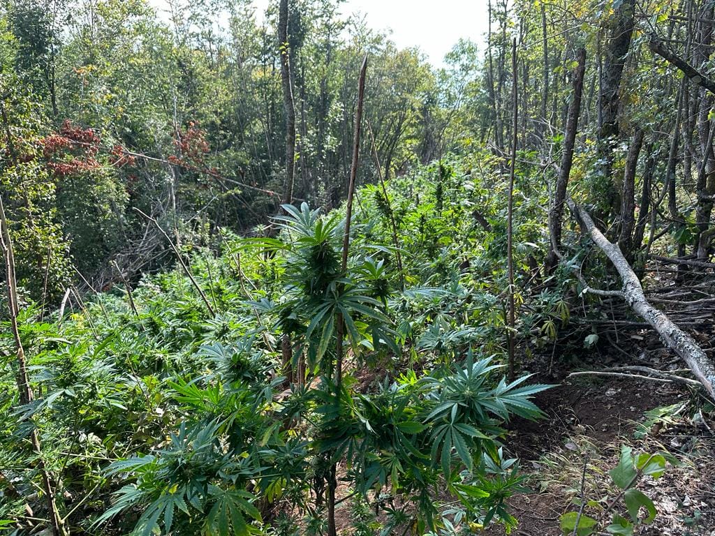 Policia gjen një plantacion me rreth 20 mijë bimë kanabis
